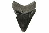 Fossil Megalodon Tooth - Georgia #74185-1